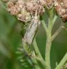 Agriphila tristella